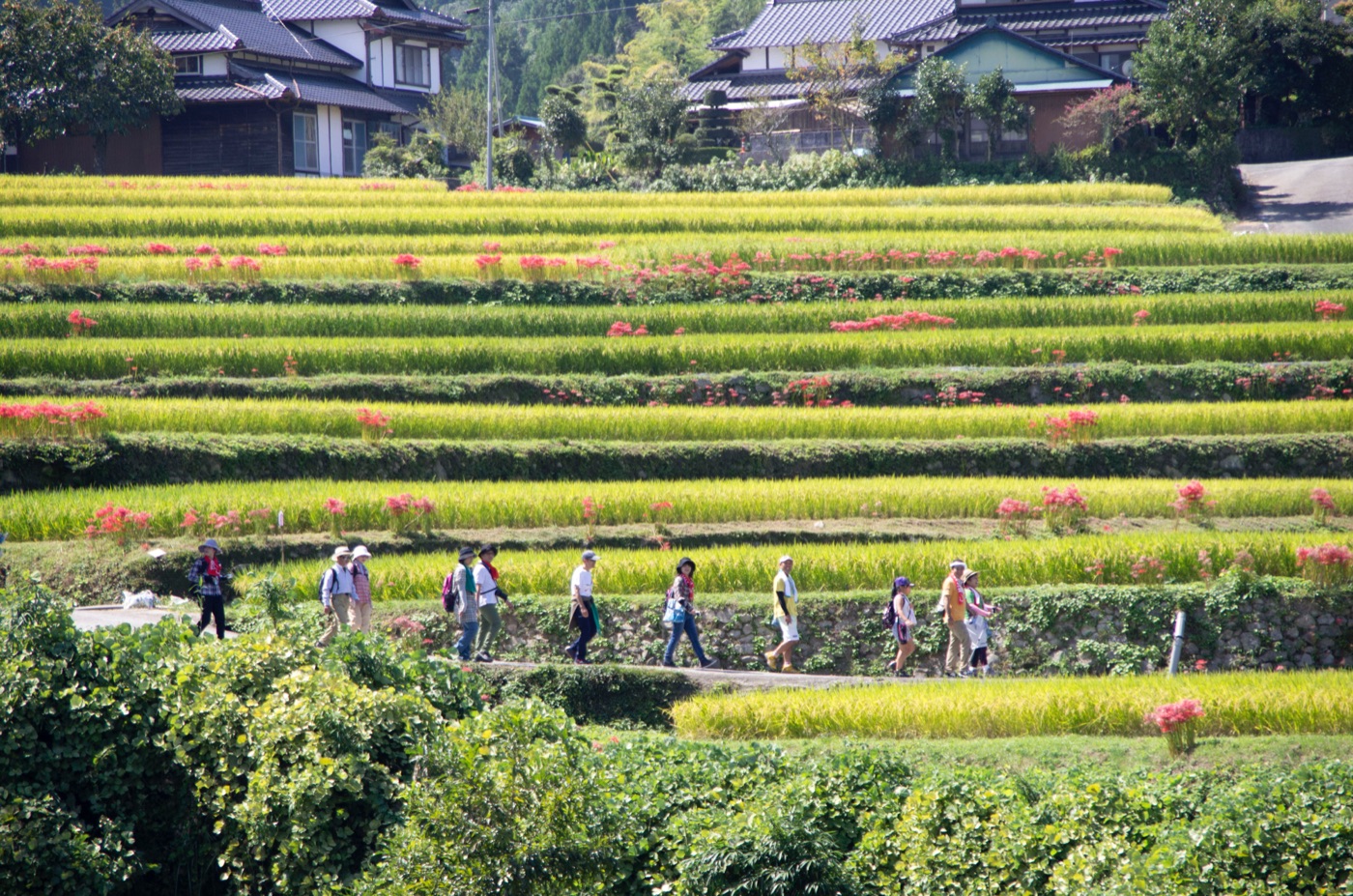 白石野里山コース の風景