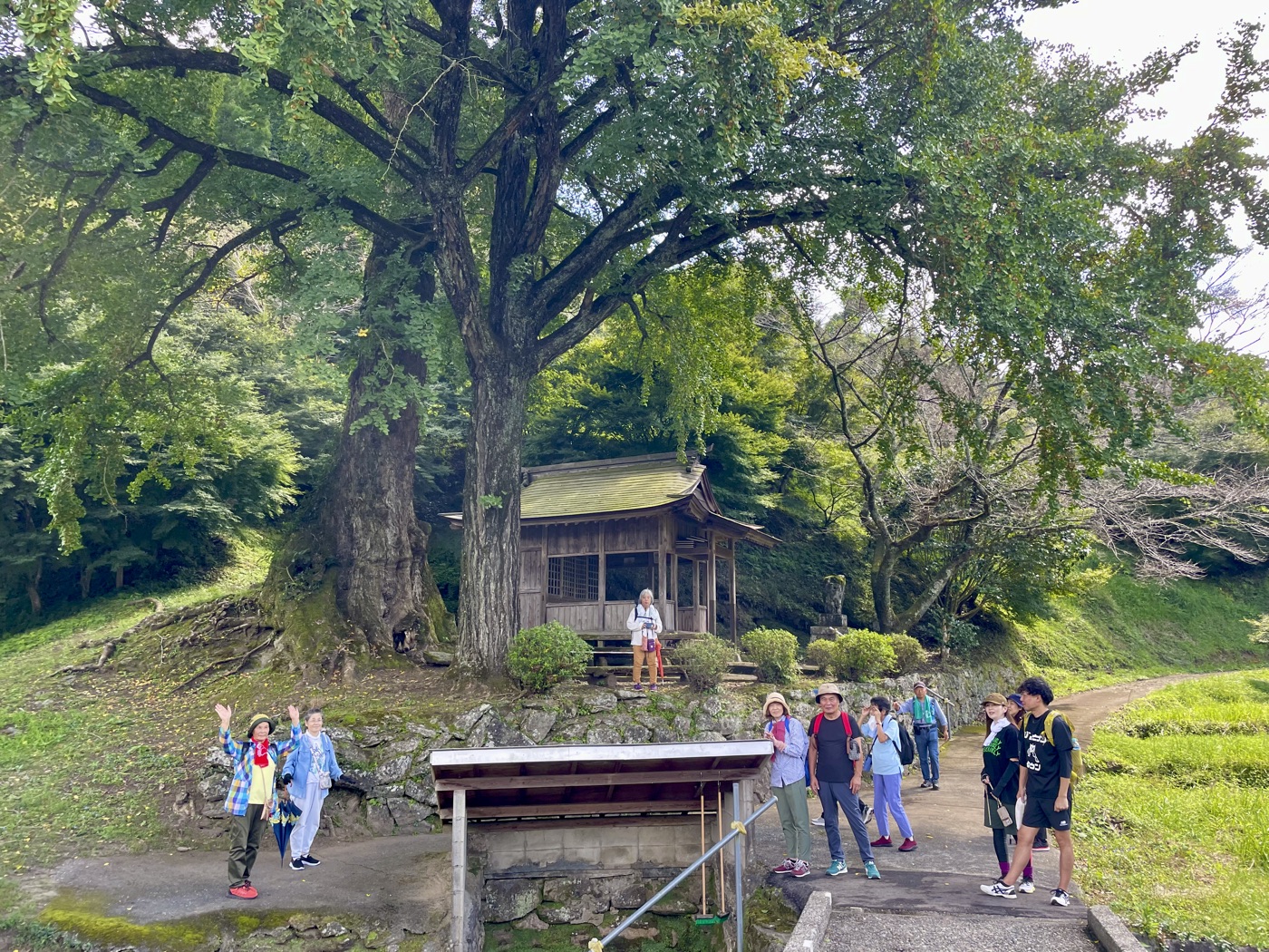視察研修で大銀杏を訪ねる団体